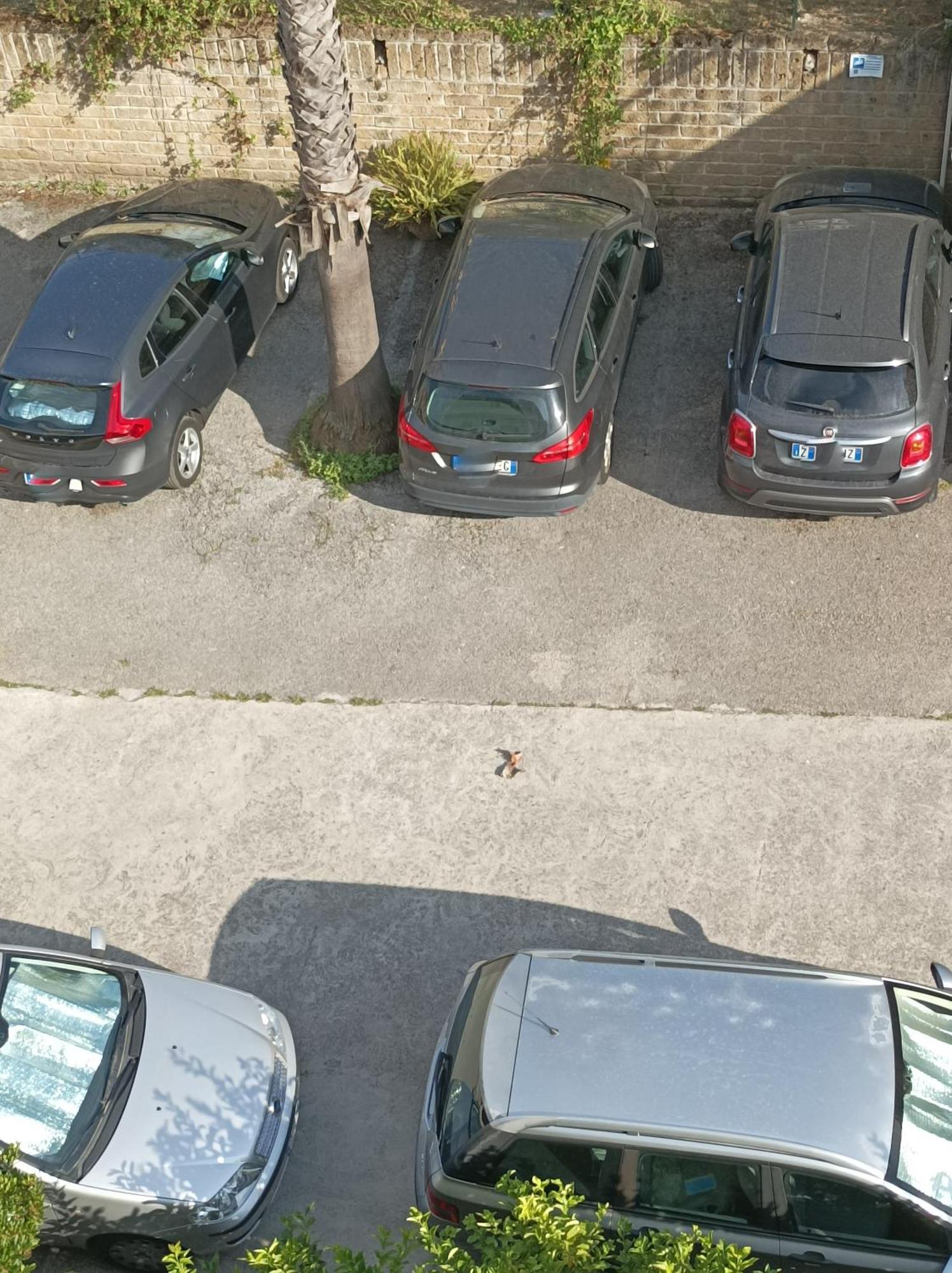 Villaggio Verde Cupra Cupra Marittima Exteriör bild